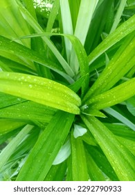 green leaf with a drop of dew