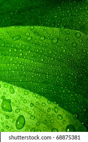 Green Leaf With Drops Of Water