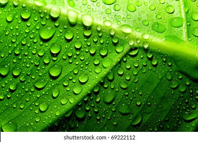 Green Leaf With Drops Of Water