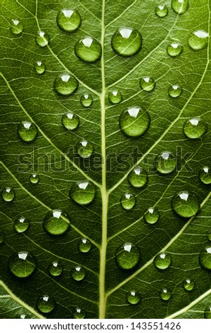 Similar – Image, Stock Photo Water Droplet on Green Leaf