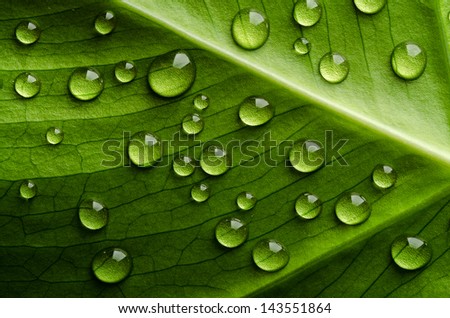 Image, Stock Photo Water Droplet on Green Leaf