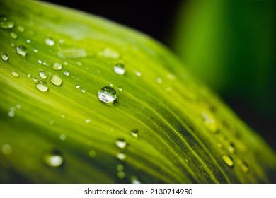 Green leaf with drops of water. Drops of dew in the morning glow in the sun. Beautiful leaf texture in nature. Natural background, stunning and dramatic green tropic palm leaf with drops