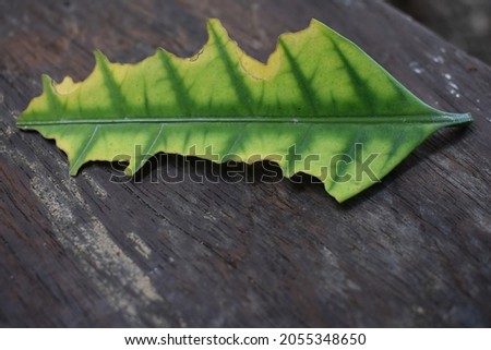 green leaf eaten by worm on the brown wooden