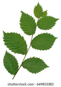 Green Leaf Of Elm Tree