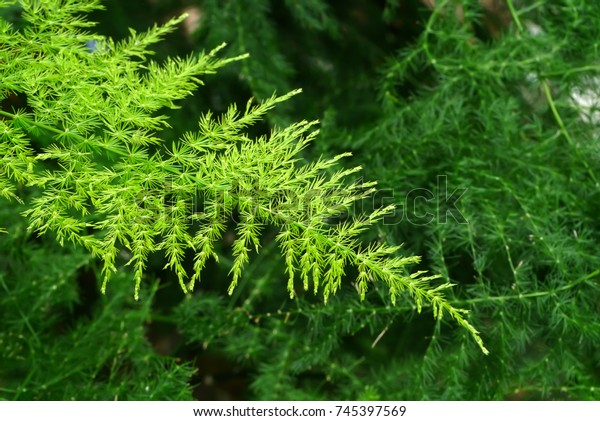 シダ植物の緑の葉 アスパラガスセタセウス クント ジェソップ の写真素材 今すぐ編集
