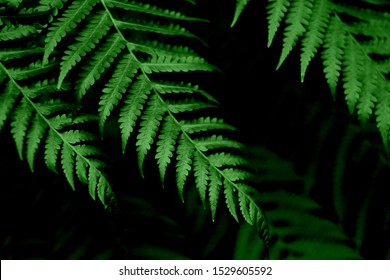 Green leaf of fern on old forest - Shutterstock ID 1529605592