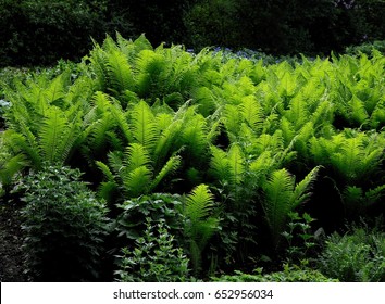 green leaf of fernery in forest