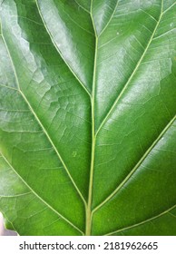 Green Leaf  From Ficus Lyrata Indoor Plant That Reduce Air Polution