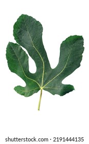 Green Leaf Of Fig Tree Isolated On White