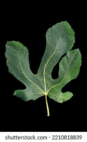 Green Leaf Of Fig Tree Isolated On Black