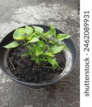 A green leaf is a flattened and typically green structure found in plants.