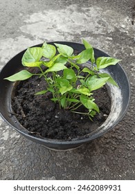 A green leaf is a flattened and typically green structure found in plants.
