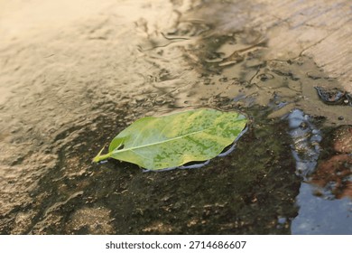 A Green Leaf Floating on a Puddle of Water on the Road.