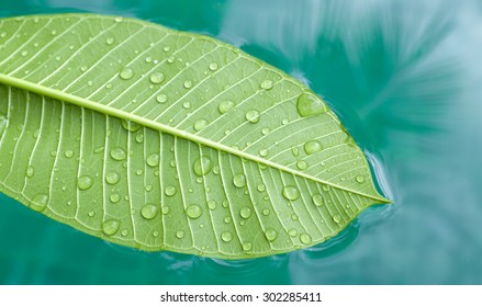 Green Leaf Floating On Water 