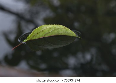 112,802 Leaf floating on water Images, Stock Photos & Vectors ...