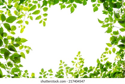 594,750 Green Leaf Border Images, Stock Photos & Vectors 