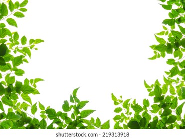 594,750 Green leaf border Images, Stock Photos & Vectors | Shutterstock