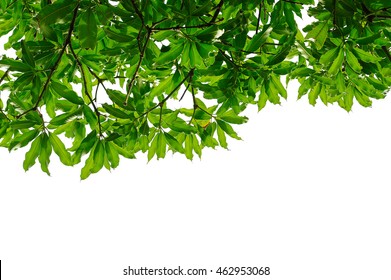 1000 Mango Leaf Stock Images Photos Vectors Shutterstock