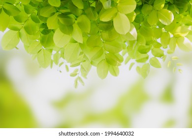 Green Leaf Freshness On Green Bokeh Background