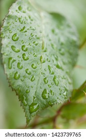 Green leaf full of raindrops. Same are big, some are small.