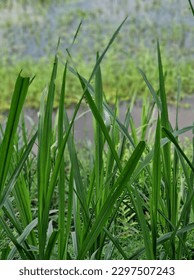 Green leaf in the ground 
