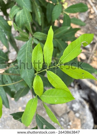 a green leaf grows in the yard