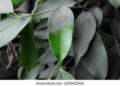 A green leaf is half covered in a layer of light grey dust or powder, illustrating cleanliness contrast
