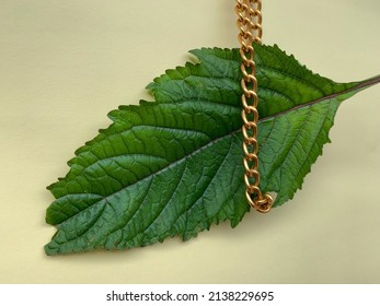 Green Leaf Hanging On Gold Chain Shot On Clean Studio Background