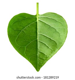  Green Leaf Heart Shape Isolated On White Background