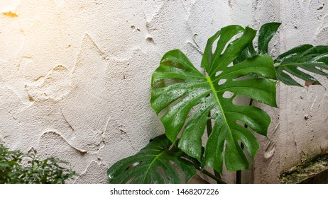 The Green Leaf Is A Heart Shape Next To The Wall.