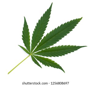 Green Leaf Of Hemp Isolated On A White Background.