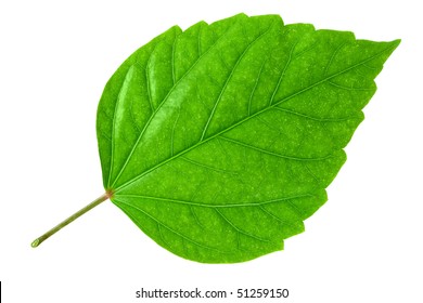 Green Leaf Of Hibiscus; Closeup On White Background