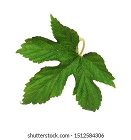 Green Leaf Of Hops Isolated On White