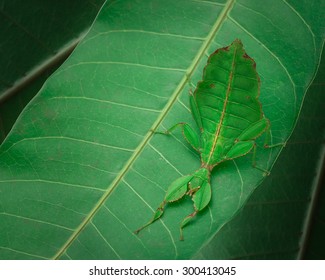 Green Leaf Insect