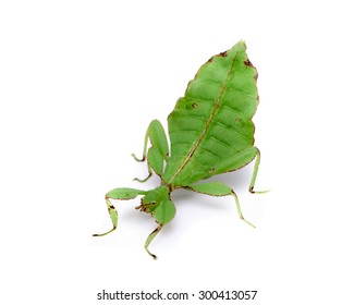 Green leaf insect