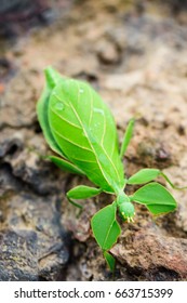 Green Leaf Insect