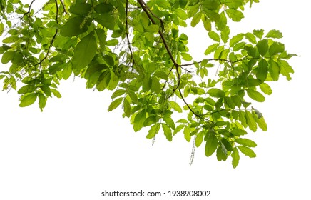 green leaf isolate on white background