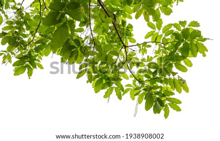 green leaf isolate on white background