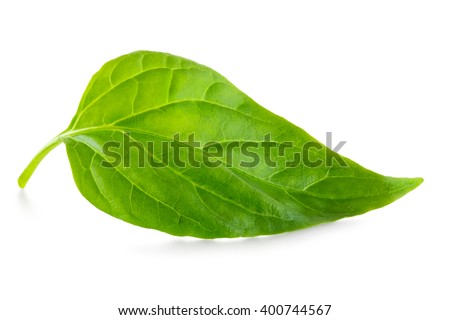 Green leaf isolated