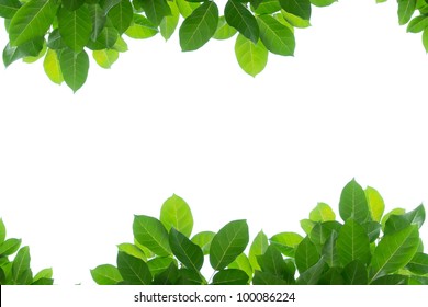 Green Leaf Isolated Background