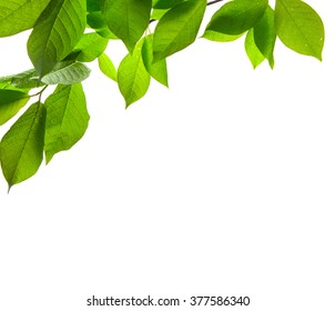 236,288 Green leaves on transparent background Images, Stock Photos ...