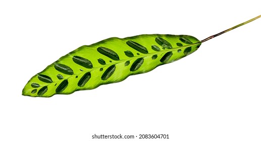 Green Leaf Isolated Of Calathea Lancifolia.