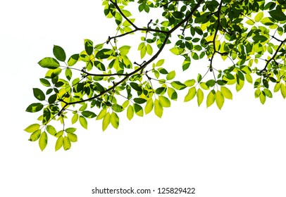 Green Leaf Isolated On White Background Stock Photo 97864442 | Shutterstock