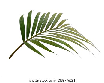 725,244 Curve leaf Images, Stock Photos & Vectors | Shutterstock