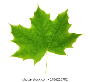 Norway Maple Leaf Interveinal Chlorosis Isolated Stock Photo 1093971719 ...