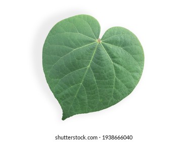 Green Leaf Isolated On White Background, Heart Green