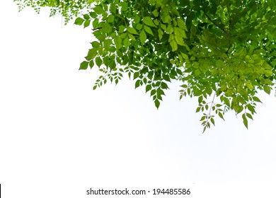 362,594 Transparent background leaves Images, Stock Photos & Vectors ...