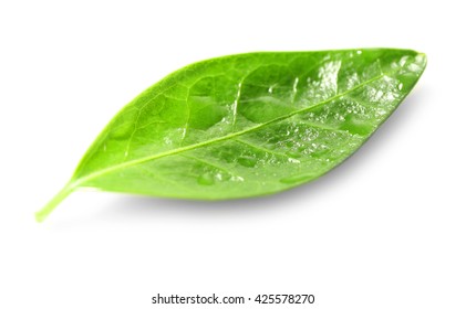 Grünes Blatt einzeln auf Weiß
