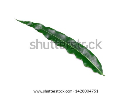 Green leaf isolated on white background. The wavy edges leaf of False Ashoka (Polyalthia longifolia), Common names include the Buddha tree, Indian mast tree, and Indian fir tree.