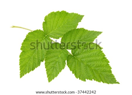 green leaf isolated on white background